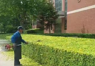 绿化养护